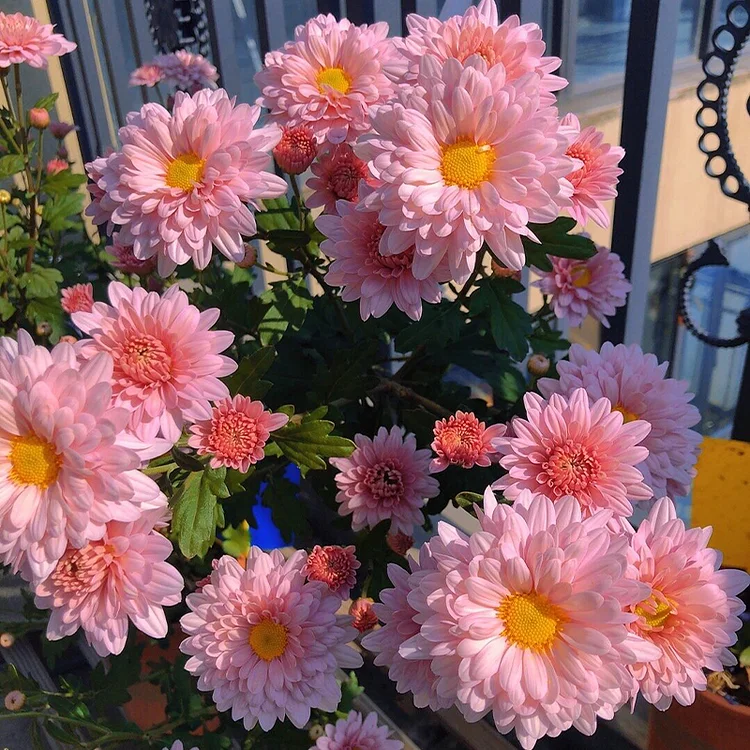 Last Day 60% OFF💐Mixed Perennial Chrysanthemum Seeds - 98% Germination