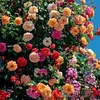 💕LAST DAY 🌹Climbing Vine Rose Flower Seeds