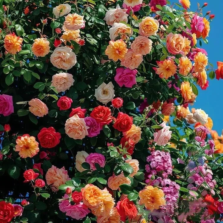 💕LAST DAY 🌹Climbing Vine Rose Flower Seeds