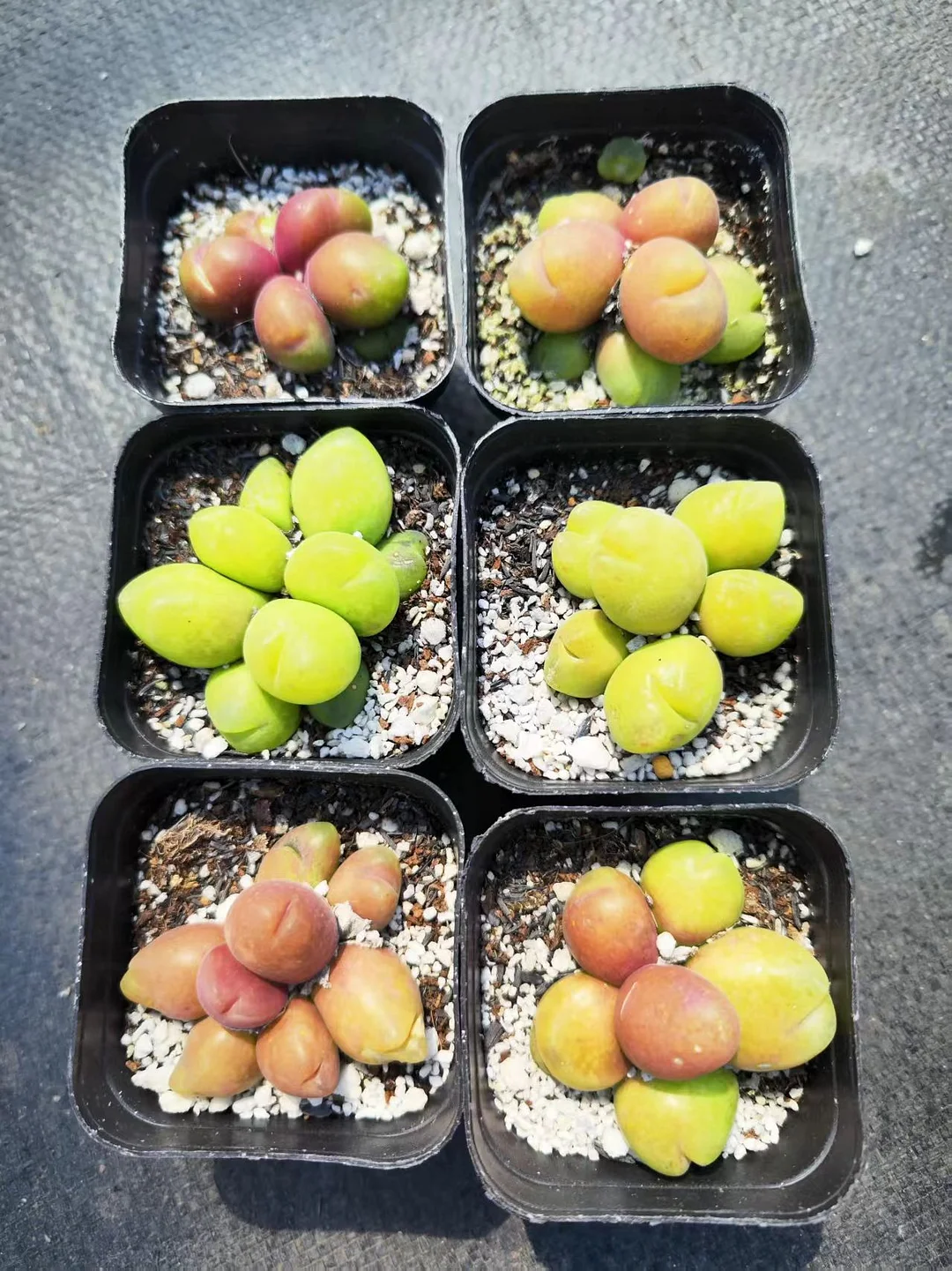 plant Aeonium Echeveria Haworthia  Caudex  Lithops Cactus  Agave 