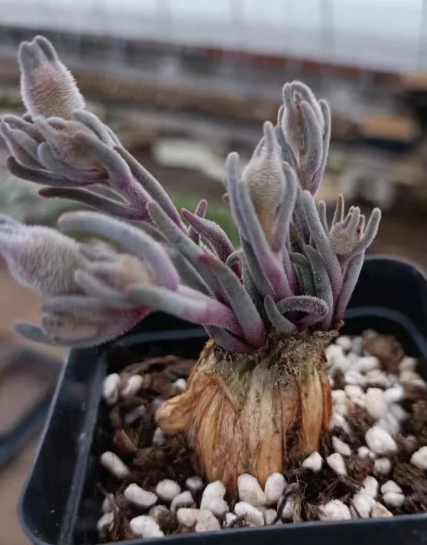 plant Aeonium Echeveria Haworthia  Caudex  Lithops Cactus  Agave 