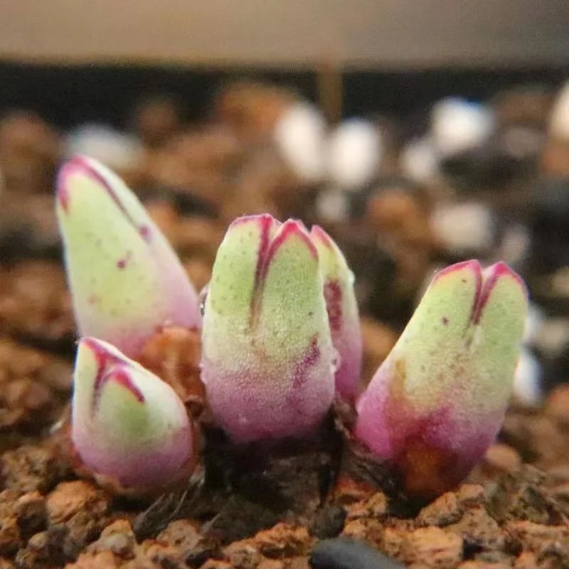 plant Aeonium Echeveria Haworthia  Caudex  Lithops Cactus  Agave 