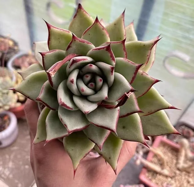 plant Aeonium Echeveria Haworthia  Caudex  Lithops Cactus  Agave 