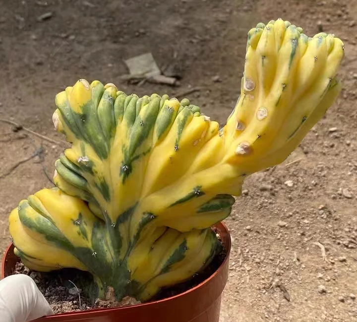 plant Aeonium Echeveria Haworthia  Caudex  Lithops Cactus  Agave 