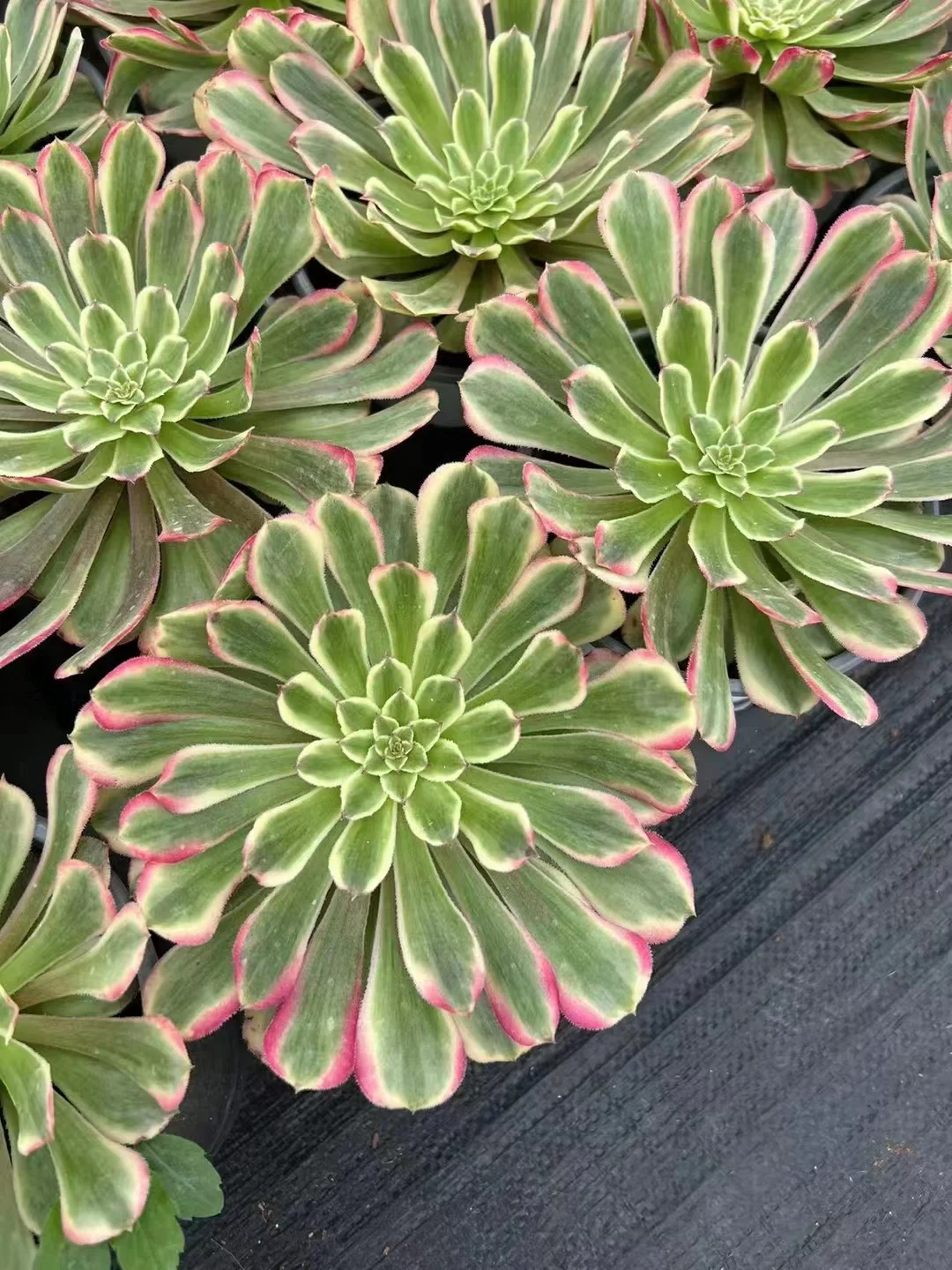 plant Aeonium Echeveria Haworthia  Caudex  Lithops Cactus  Agave 