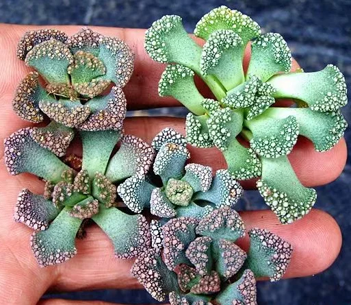 plant Aeonium Echeveria Haworthia  Caudex  Lithops Cactus  Agave 