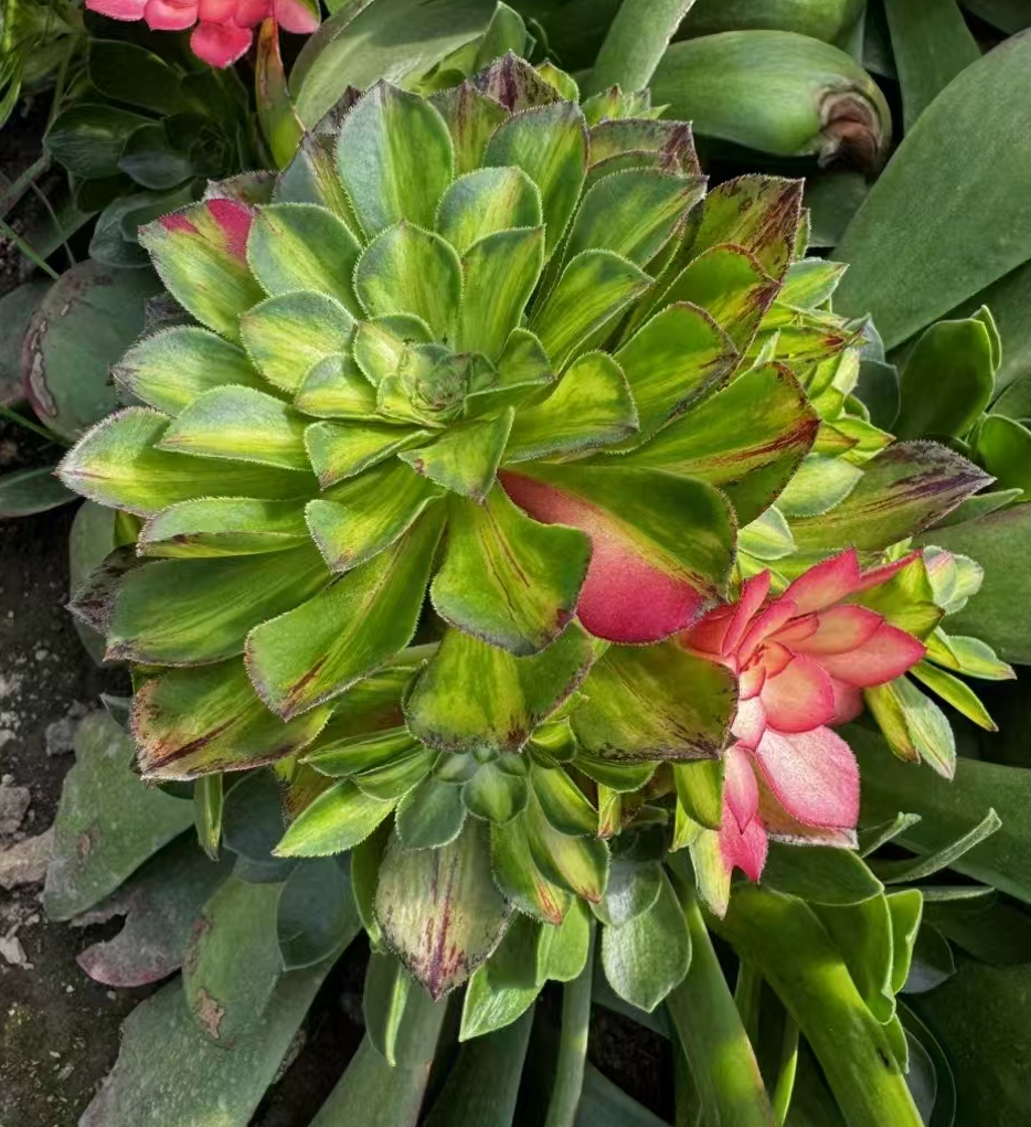 plant Aeonium Echeveria Haworthia  Caudex  Lithops Cactus  Agave 