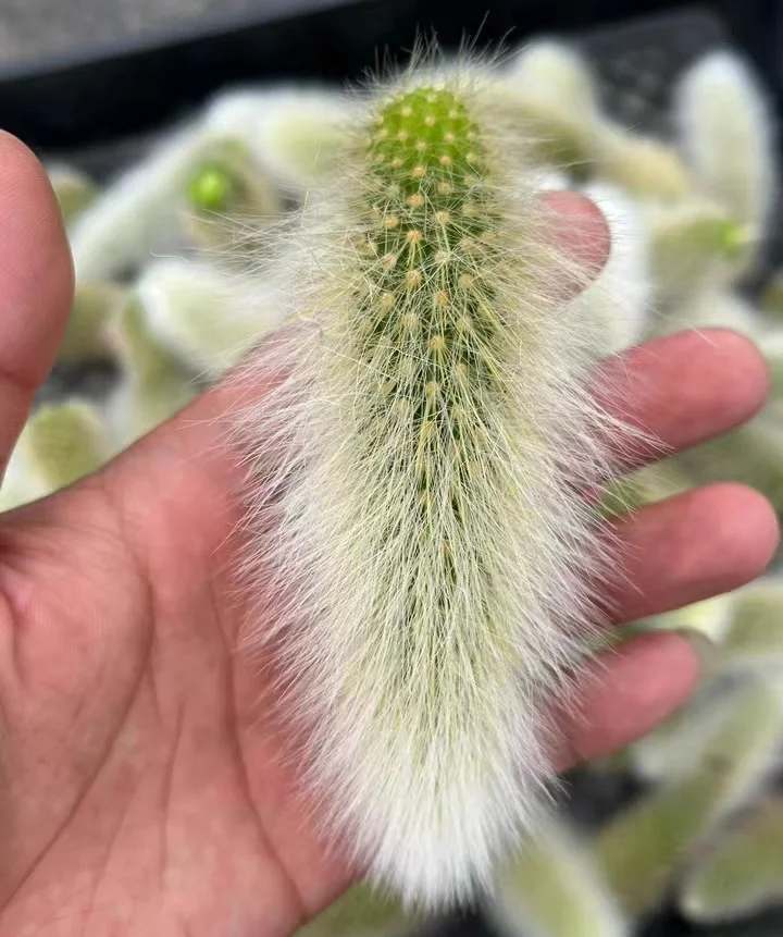 plant Aeonium Echeveria Haworthia  Caudex  Lithops Cactus  Agave 