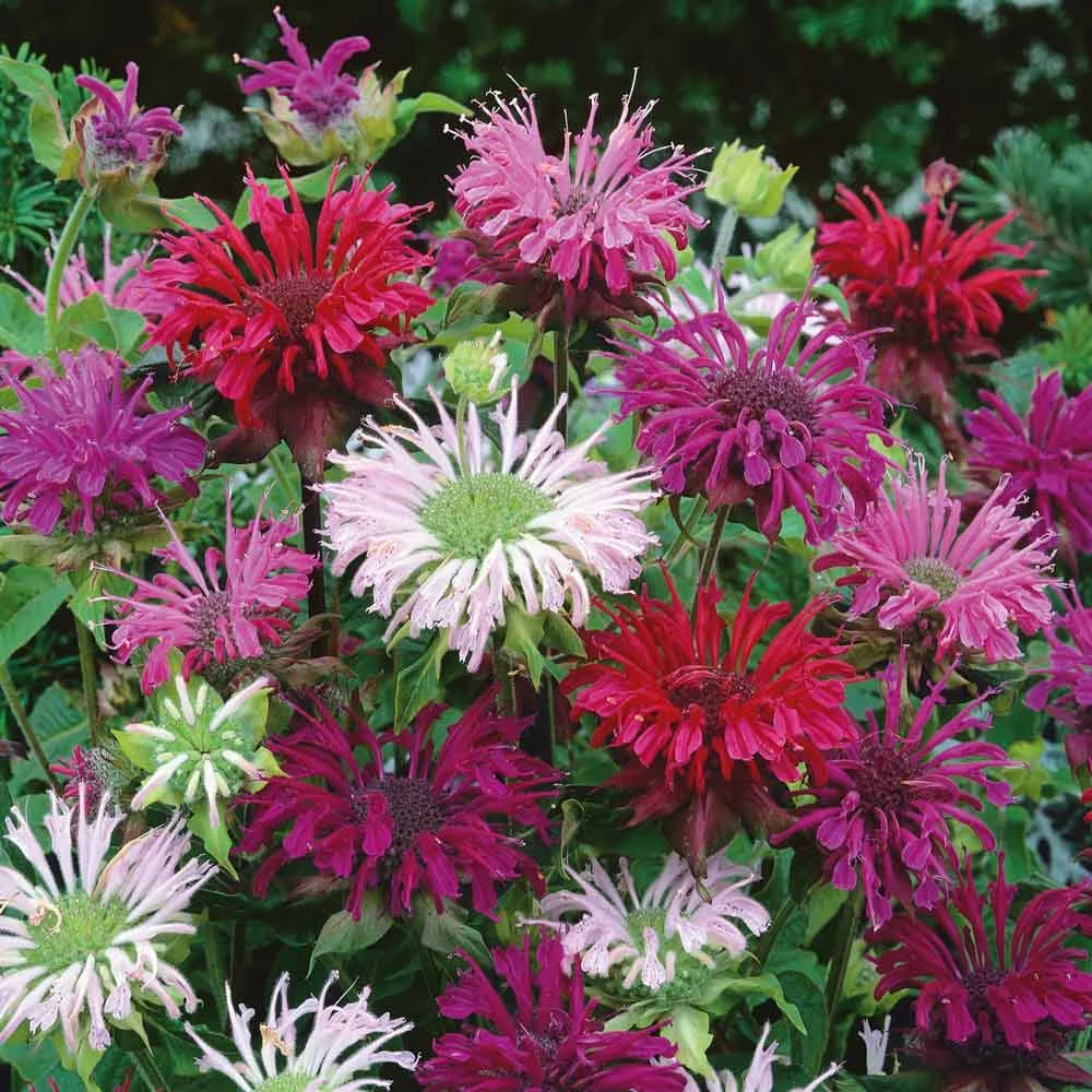 Bee Balm Mix / Perennial / Deer Resistant, Easy Flower Seeds