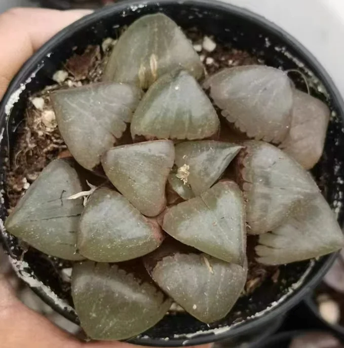 plant Aeonium Echeveria Haworthia  Caudex  Lithops Cactus  Agave 