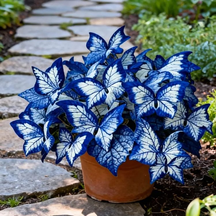 Blue Begonia 'Moonlight Butterfly' Seeds