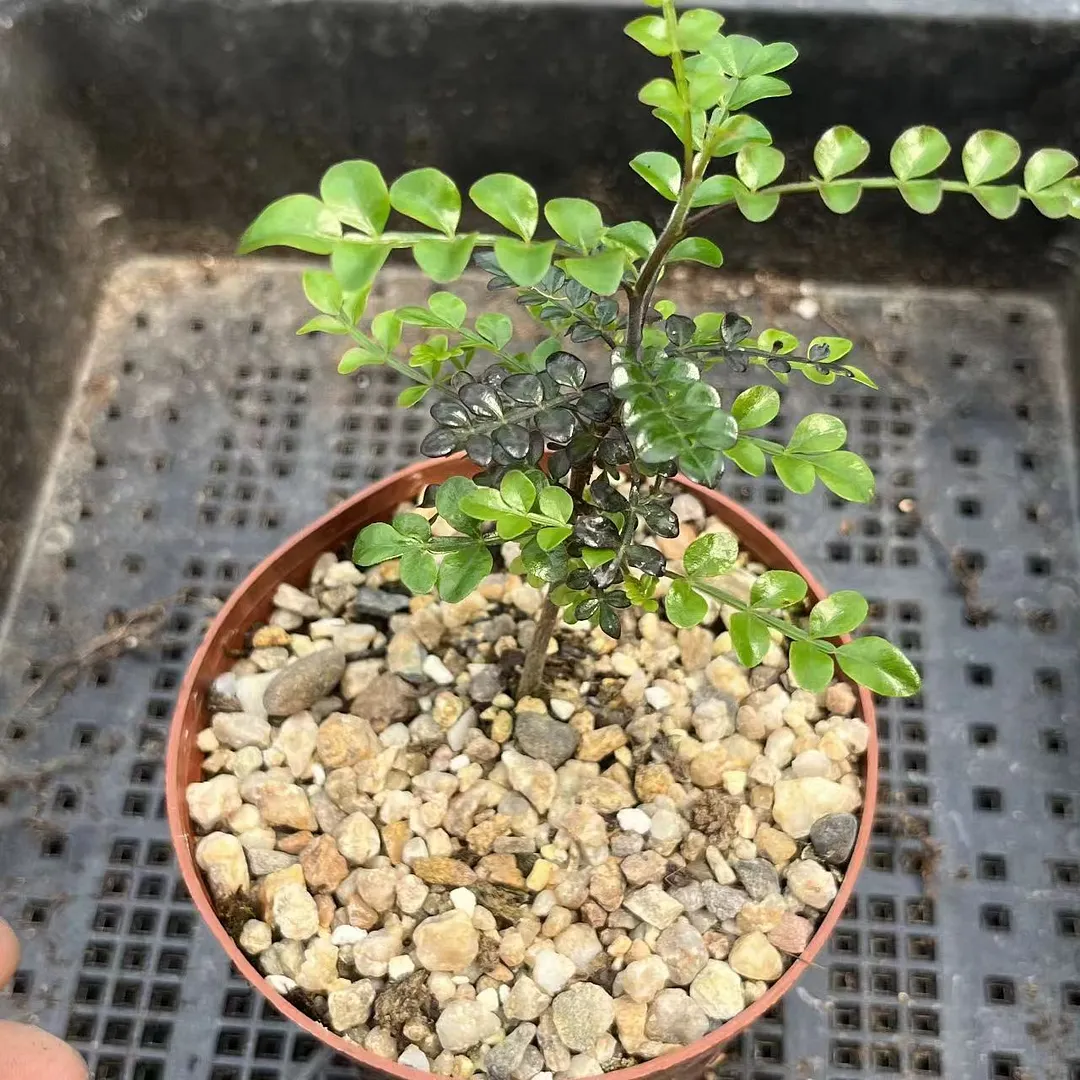 plant Aeonium Echeveria Haworthia  Caudex  Lithops Cactus  Agave 