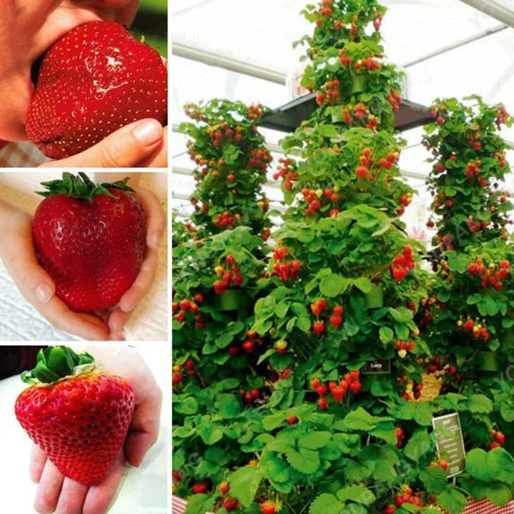 🍓Climbing Strawberry Tree Seeds