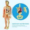 Human organs assembled skeleton anatomy model medical anatomy kit