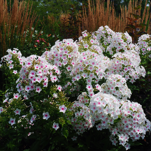 Phlox drummondii 100 Seeds Jonyparkseed®
