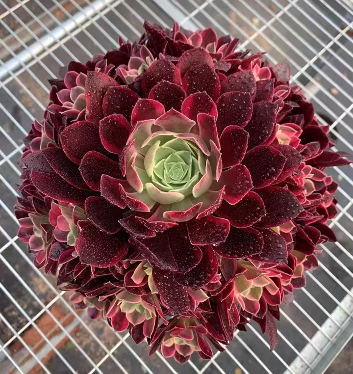 293.  Canary cluster   / Aeonium cluster/ Aeonium plants / Garden landscape / Carefully select healthy plants