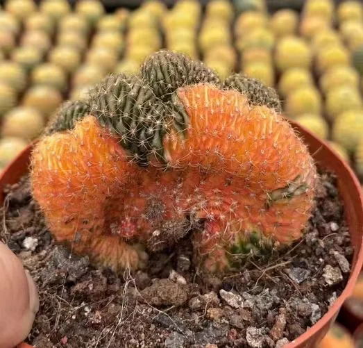 plant Aeonium Echeveria Haworthia  Caudex  Lithops Cactus  Agave 