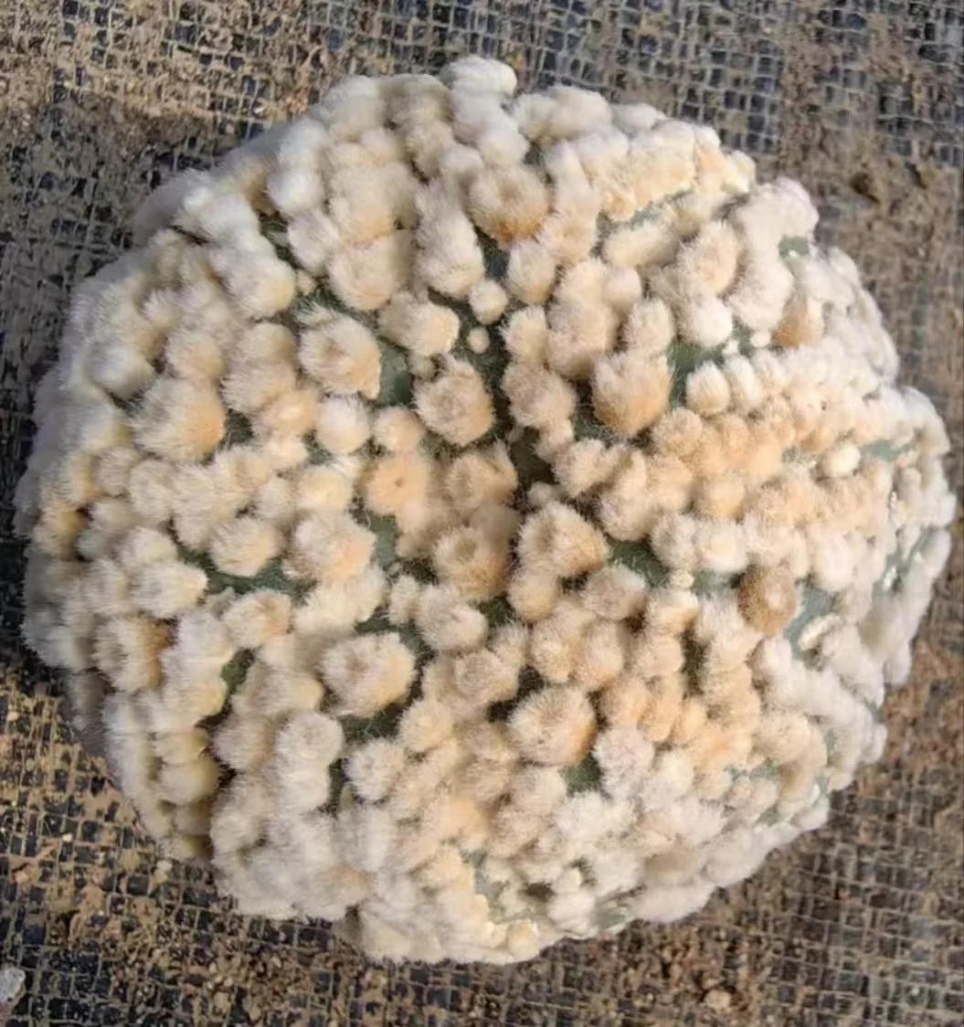 1128.Astrophytumasteriasvar.hanazono / Cactus plants / Succulent plants / Garden landscape / Carefully select healthy plants