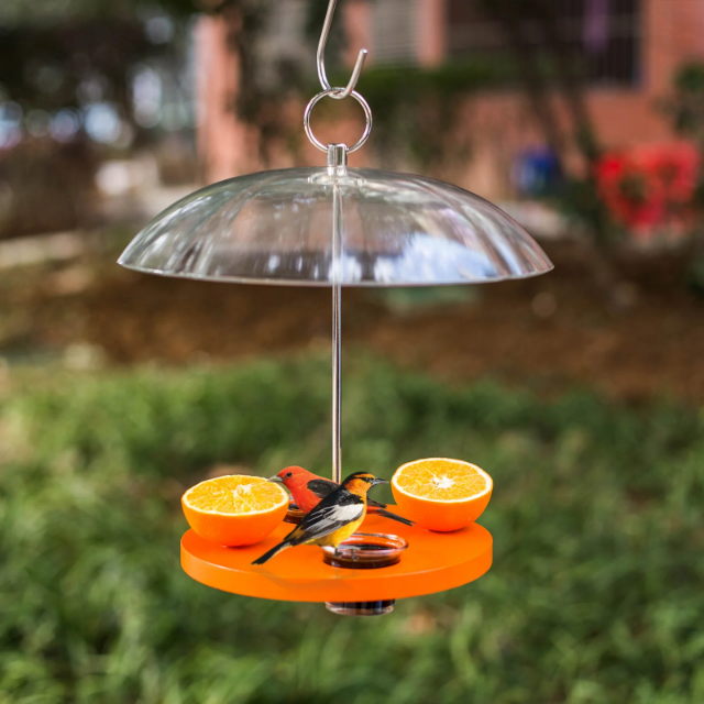 Oriole Outside Bird Feeder