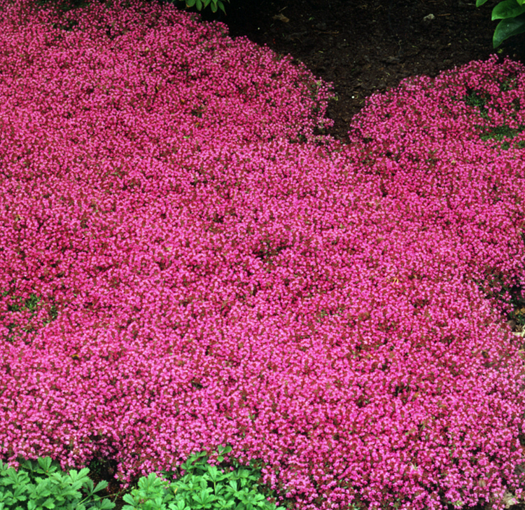 Red Creeping Thyme Seed