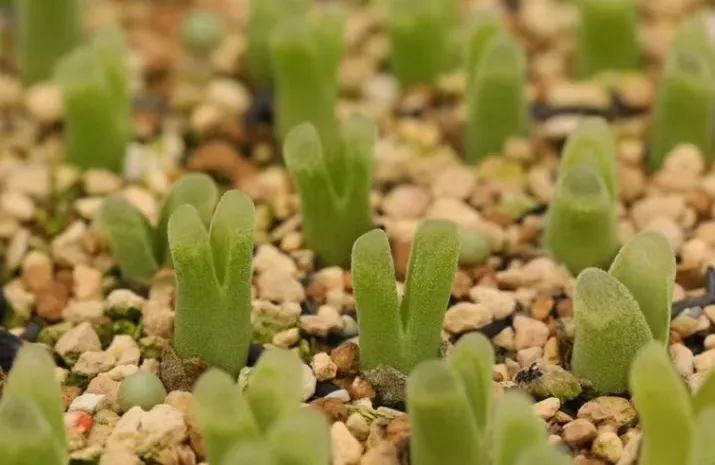 plant Aeonium Echeveria Haworthia  Caudex  Lithops Cactus  Agave 