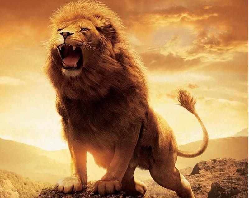

Lion In The Wild – Paint By Numbers - 40*50CM, 501 Original