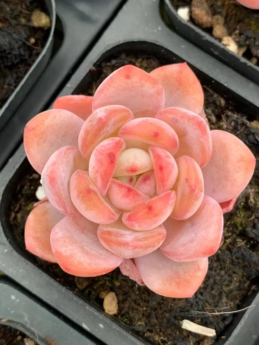 plant Aeonium Echeveria Haworthia  Caudex  Lithops Cactus  Agave 