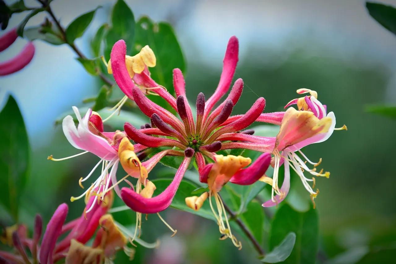 Colorful Honeysuckle Seeds 👍Flowers that are good for your health🌿