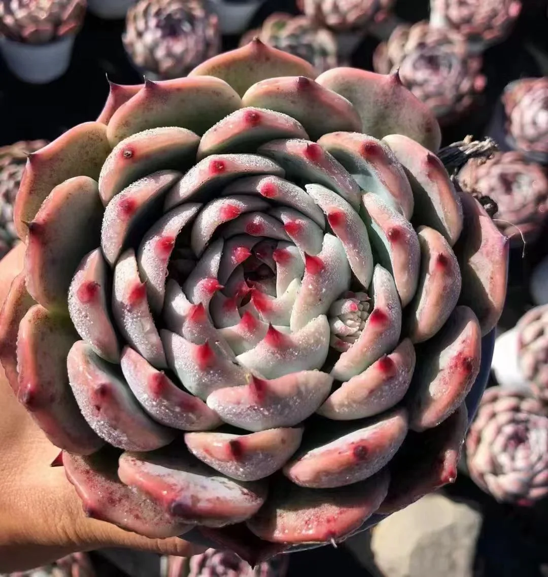 549. Echeveria  Chihuahuaensis. single head 5-6cm / Echeveria /Succulent plants / Garden landscape / Carefully select healthy plants