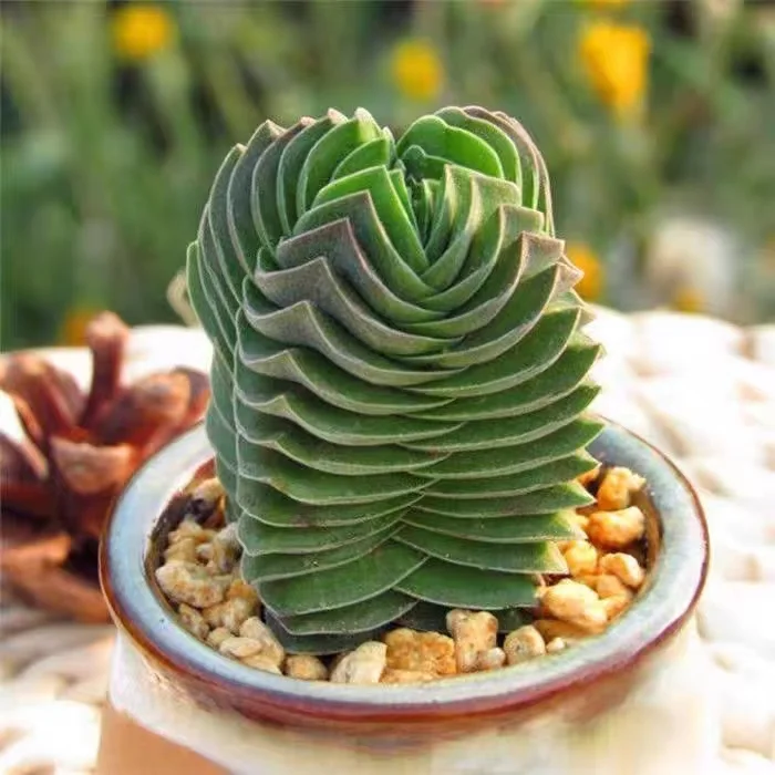 plant Aeonium Echeveria Haworthia  Caudex  Lithops Cactus  Agave 