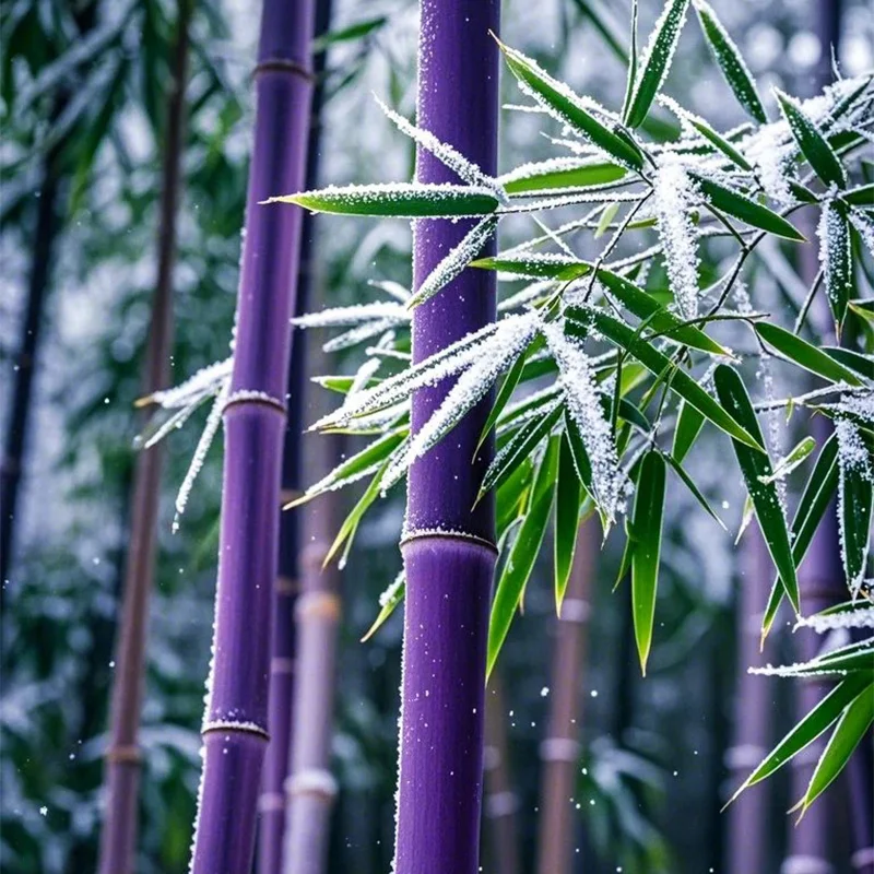 🎋RARE Purple Bamboo