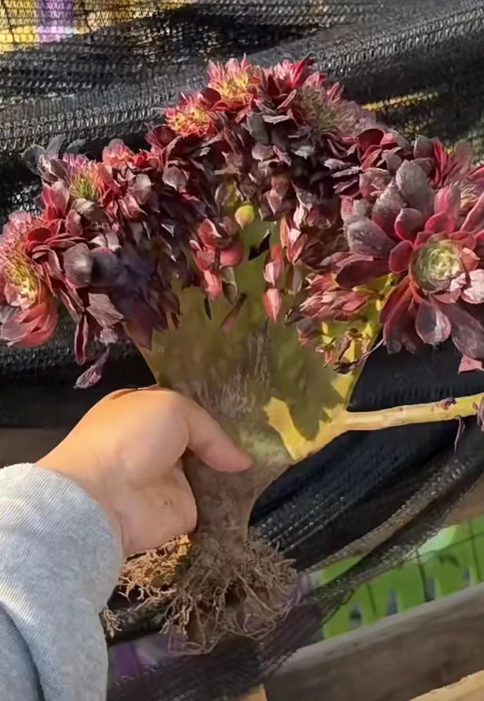 plant Aeonium Echeveria Haworthia  Caudex  Lithops Cactus  Agave 