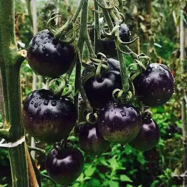Black Pulp Tomato Seeds