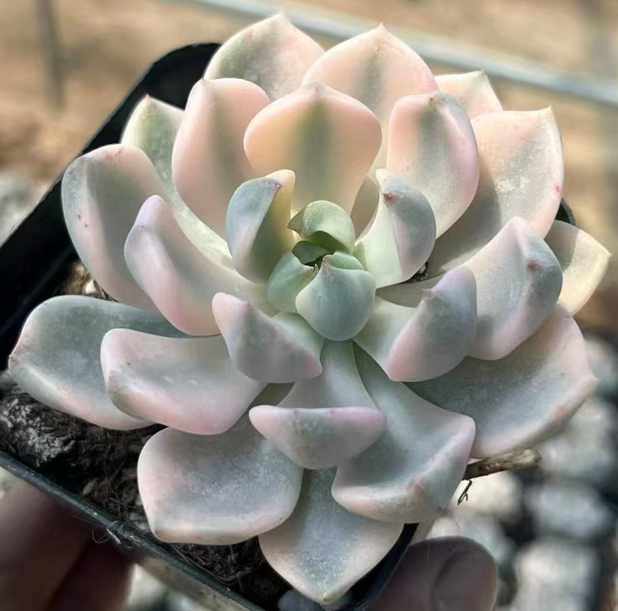 plant Aeonium Echeveria Haworthia  Caudex  Lithops Cactus  Agave 