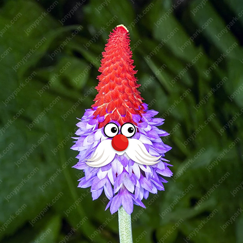 Primula Vialii Seeds Jonyparkseed®