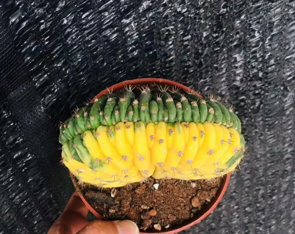 plant Aeonium Echeveria Haworthia  Caudex  Lithops Cactus  Agave 