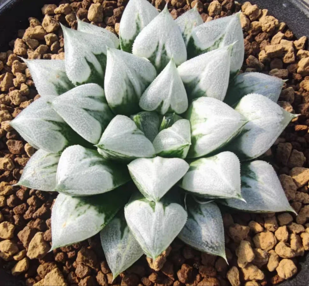 plant Aeonium Echeveria Haworthia  Caudex  Lithops Cactus  Agave 