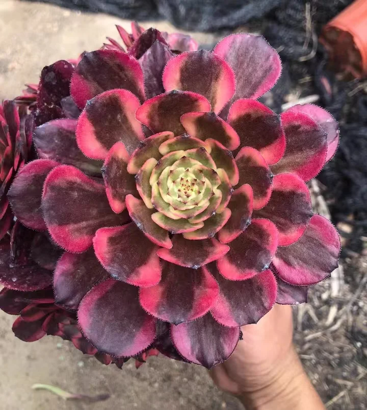 plant Aeonium Echeveria Haworthia  Caudex  Lithops Cactus  Agave 