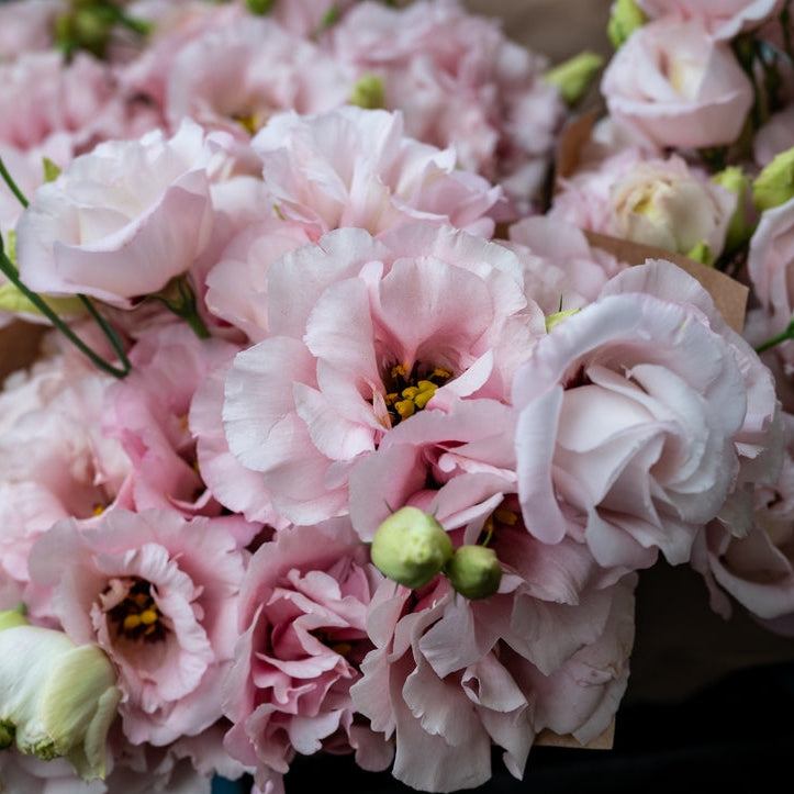 Lisianthus Allemande 2 Light Pink Flower | X 20 Seeds (NOT TO WA)