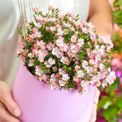 Alpin-Rose