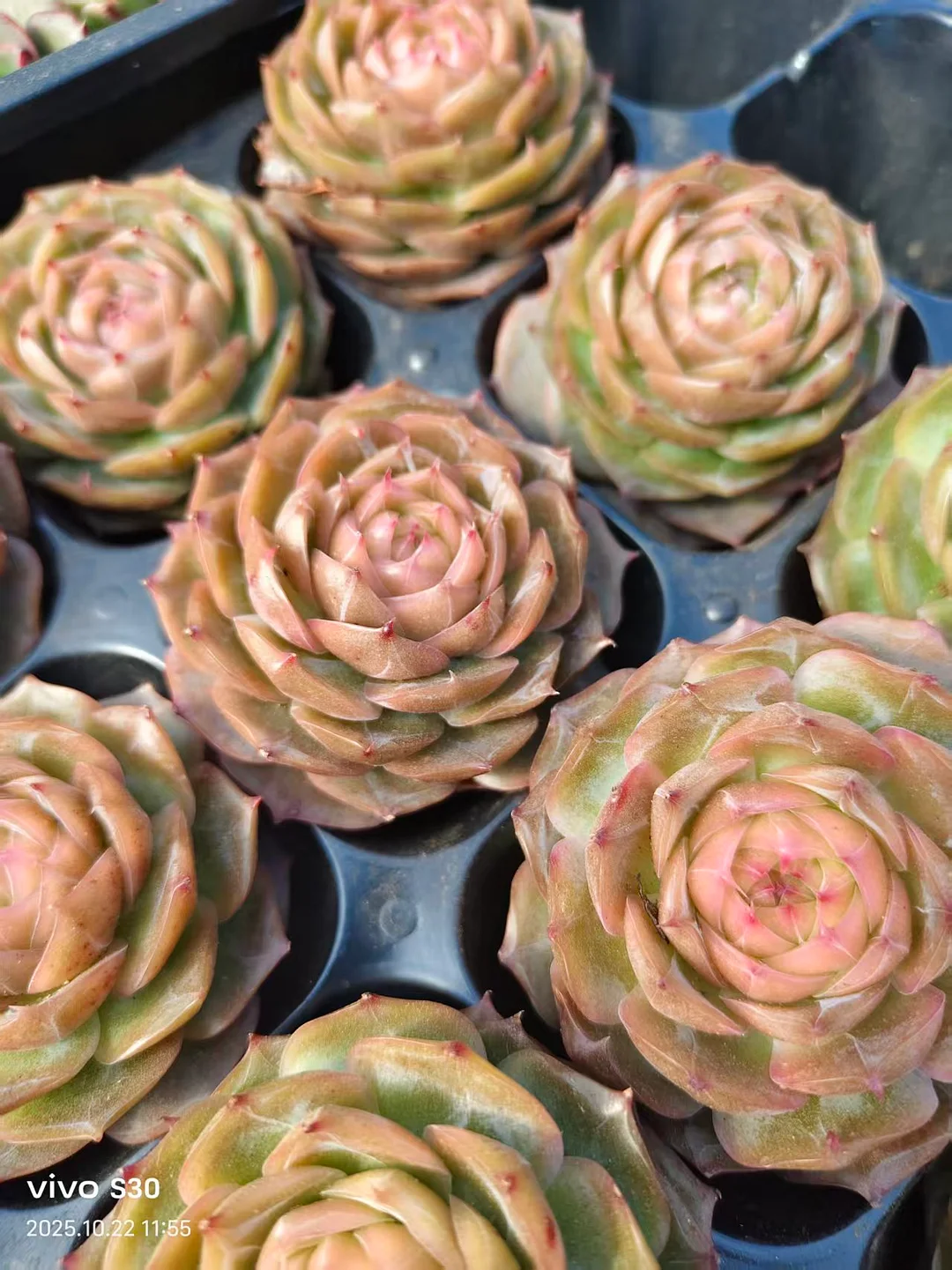 plant Aeonium Echeveria Haworthia  Caudex  Lithops Cactus  Agave 