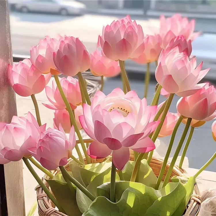⏰50% OFF-✨Wonderful Aroma Bonsai Lotus Seasonal Planting