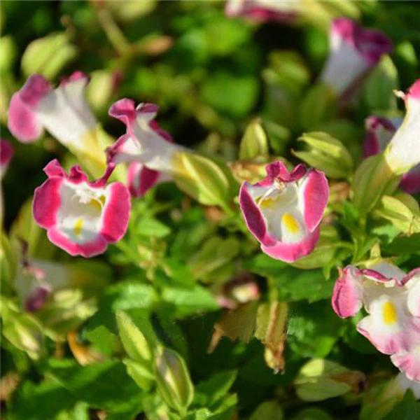 Torenia Fournieri Flower Seeds Jonyparkseed®