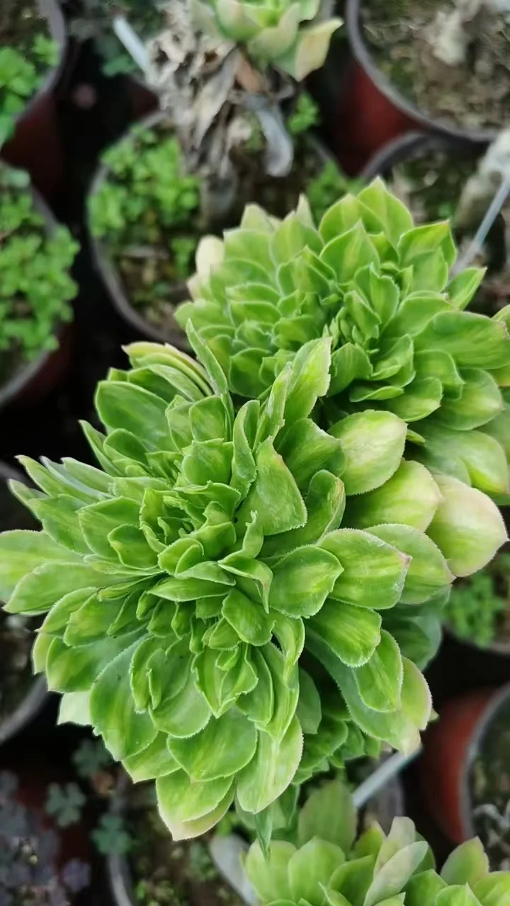 plant Aeonium Echeveria Haworthia  Caudex  Lithops Cactus  Agave 