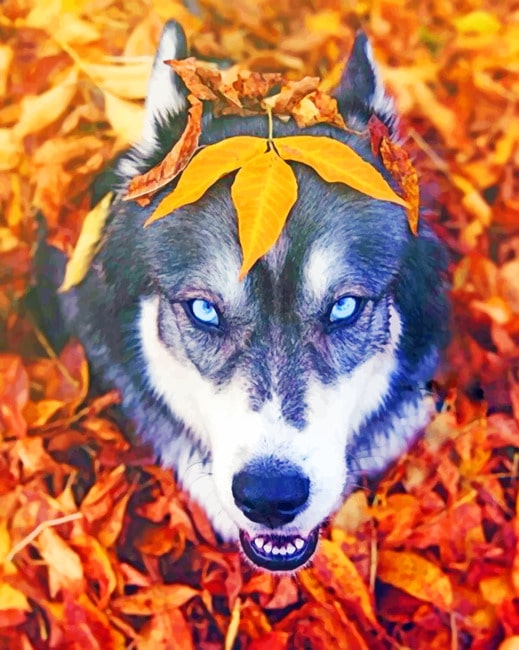 

Husky In The Fall – Paint By Numbers - 40*50CM, 501 Original