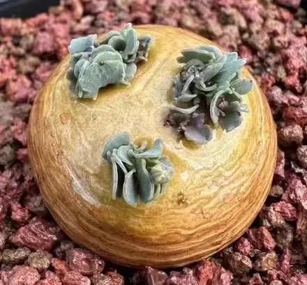 plant Aeonium Echeveria Haworthia  Caudex  Lithops Cactus  Agave 
