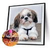 Chien - Rond Diamant Peinture 30*30CM