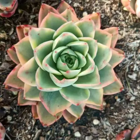 plant Aeonium Echeveria Haworthia  Caudex  Lithops Cactus  Agave 