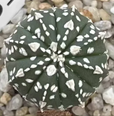 plant Aeonium Echeveria Haworthia  Caudex  Lithops Cactus  Agave 