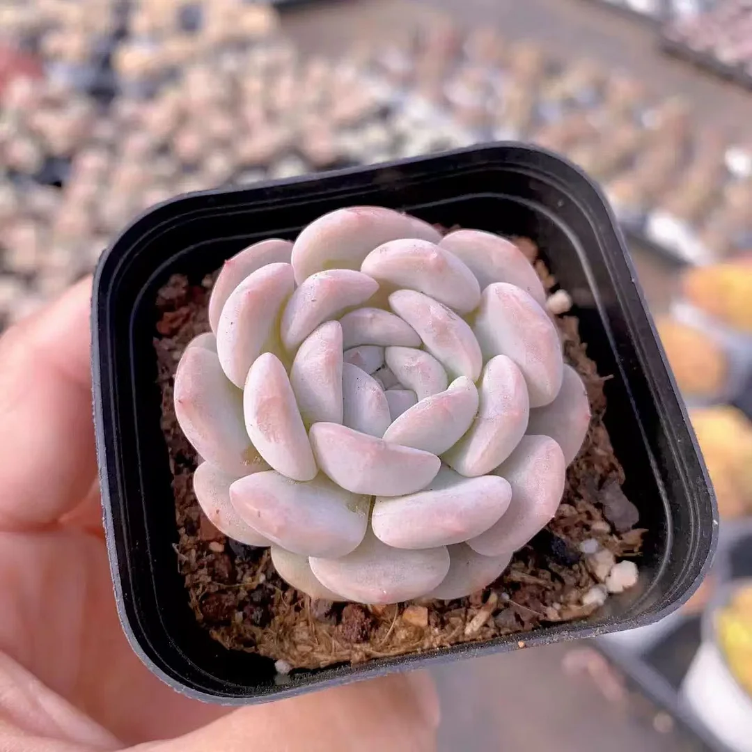 plant Aeonium Echeveria Haworthia  Caudex  Lithops Cactus  Agave 